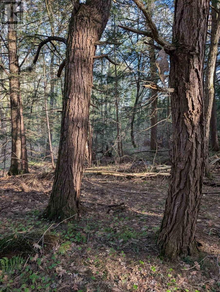 0 Sugar Lake Road, Seguin, Ontario  P2A 2W9 - Photo 6 - X13160102