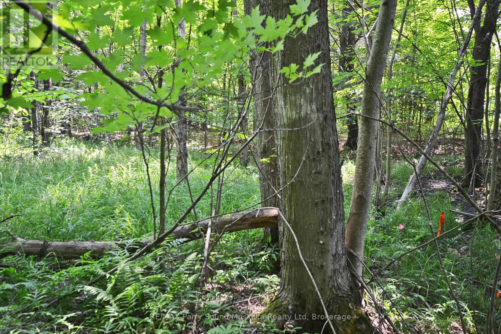 19 Turtle Lane, Parry Sound, Ontario P0G 1C0 - Photo 15 - X13236450