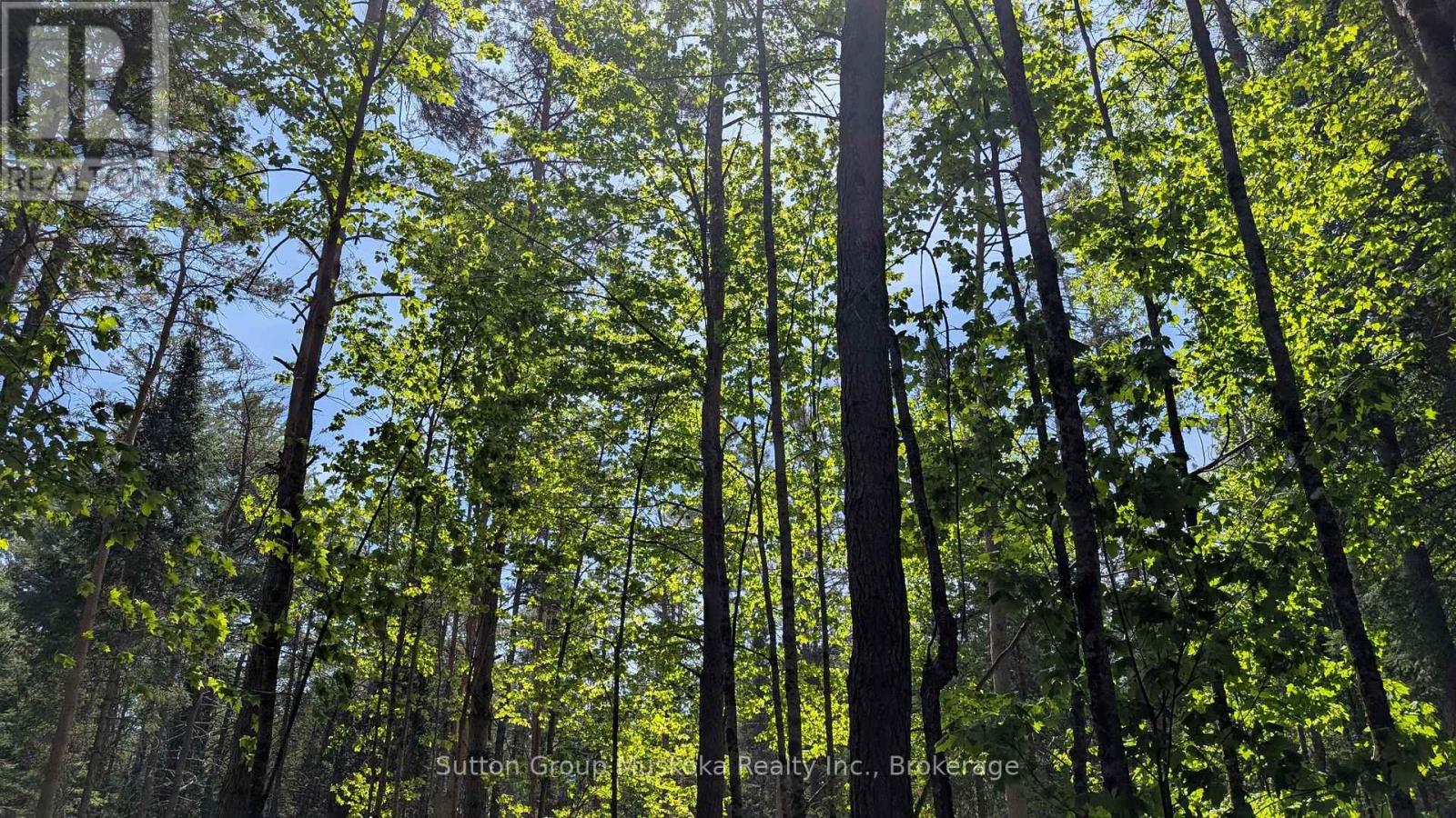 Lot 1 Red Pine Trail, Bracebridge, Ontario P0B 1L0 - Photo 5 - X13432906