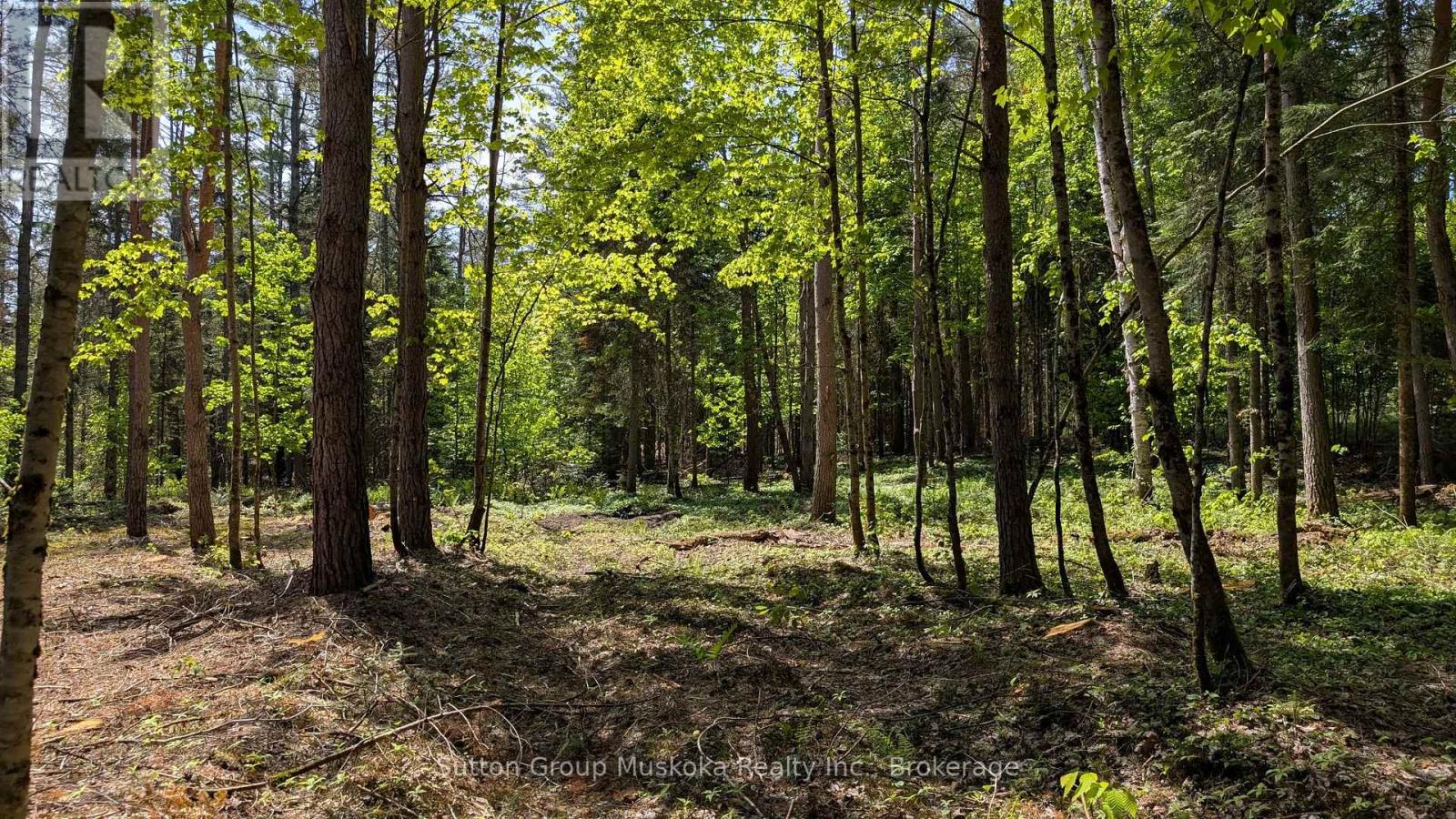 Lot 1 Red Pine Trail, Bracebridge, Ontario P0B 1L0 - Photo 6 - X13432906