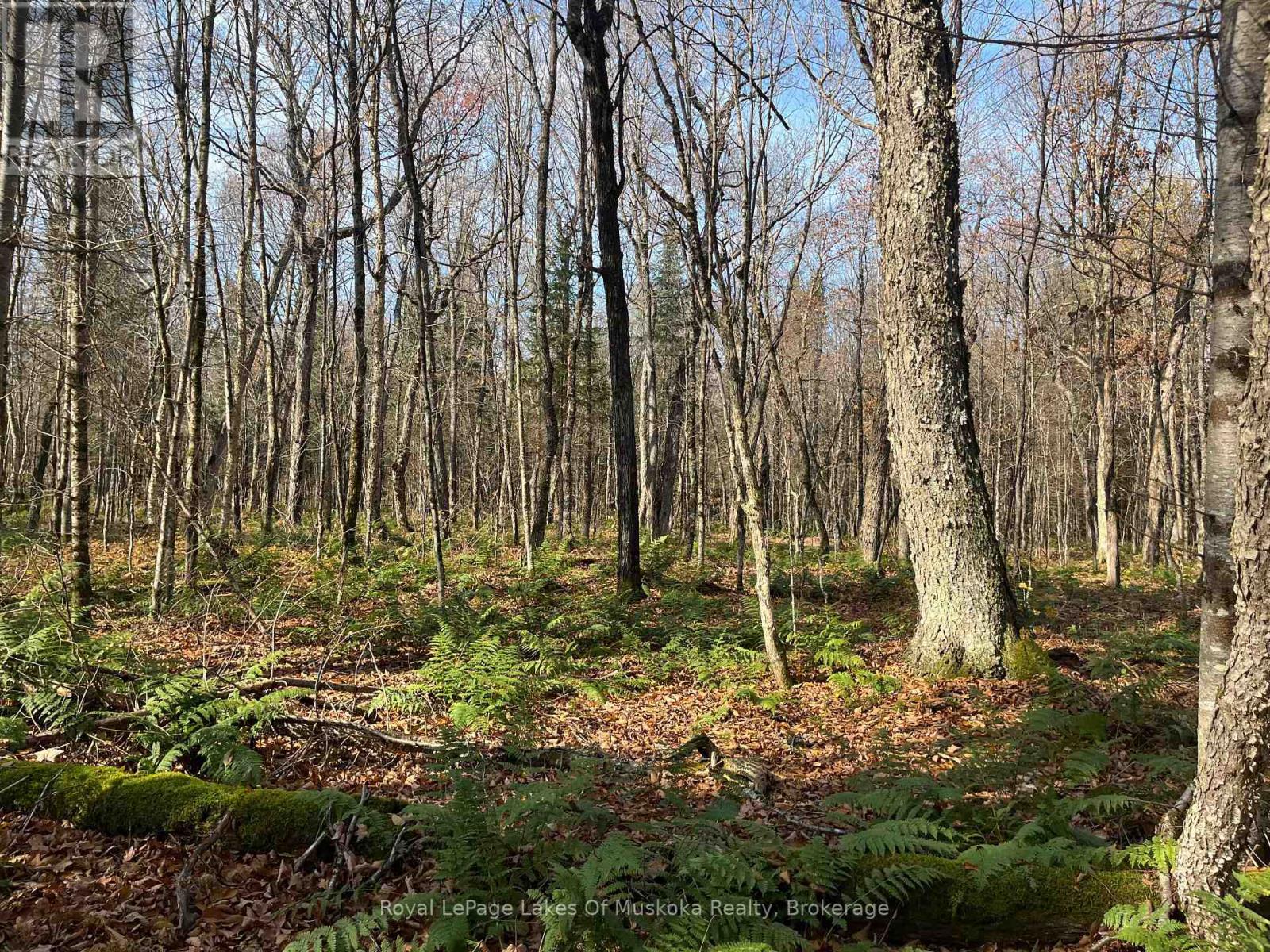 267 & 321 Cardwell Lake Road, Huntsville, Ontario P0B 1M0 - Photo 18 - X13450920