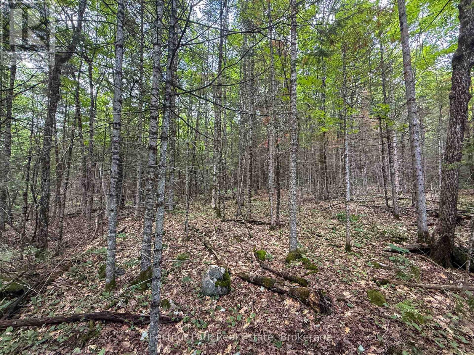 0 Highway 60 Highway, Lake Of Bays, Ontario  P0A 1H0 - Photo 8 - X13492290