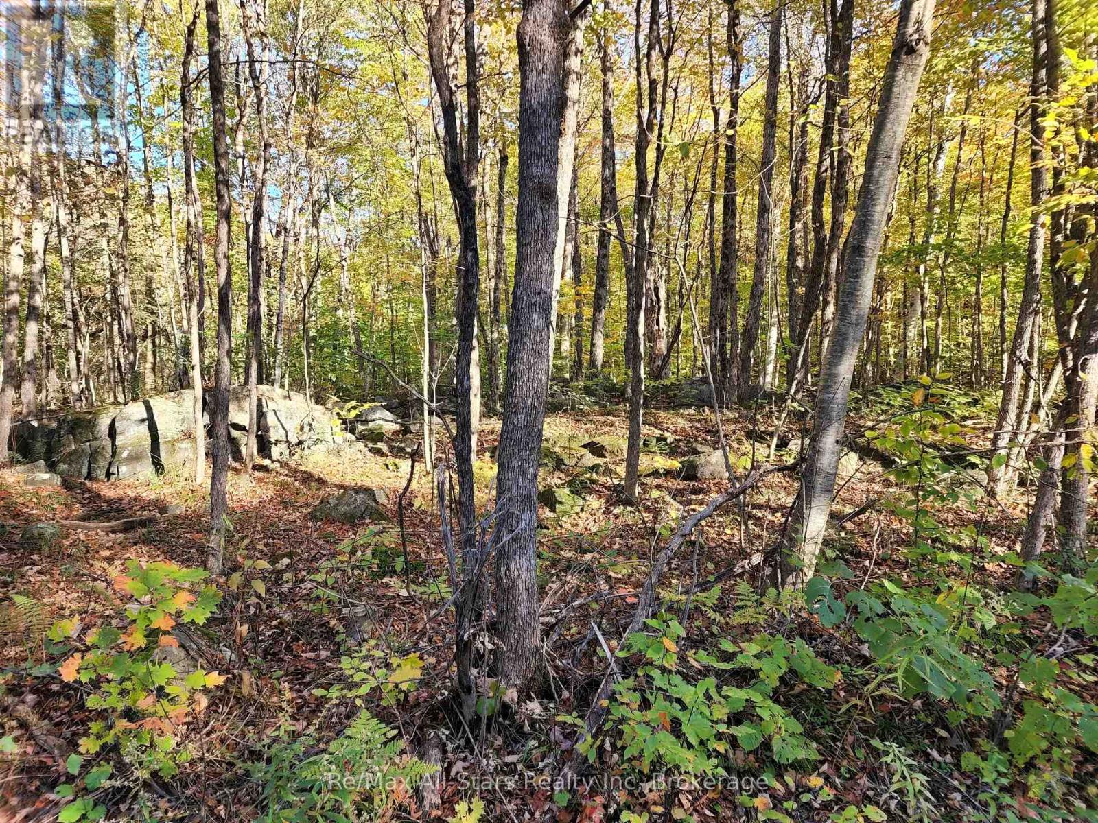 A Tally Ho Winter Park Road, Lake Of Bays, Ontario  P1H 2J6 - Photo 3 - X13509272