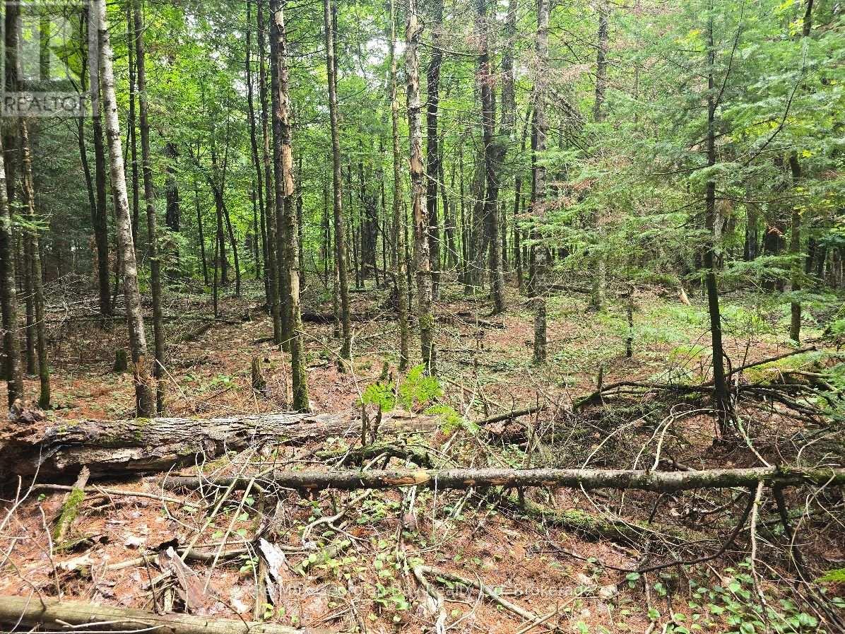 107 Balsam Chutes Road, Huntsville, Ontario  P0B 1L0 - Photo 17 - X13617186
