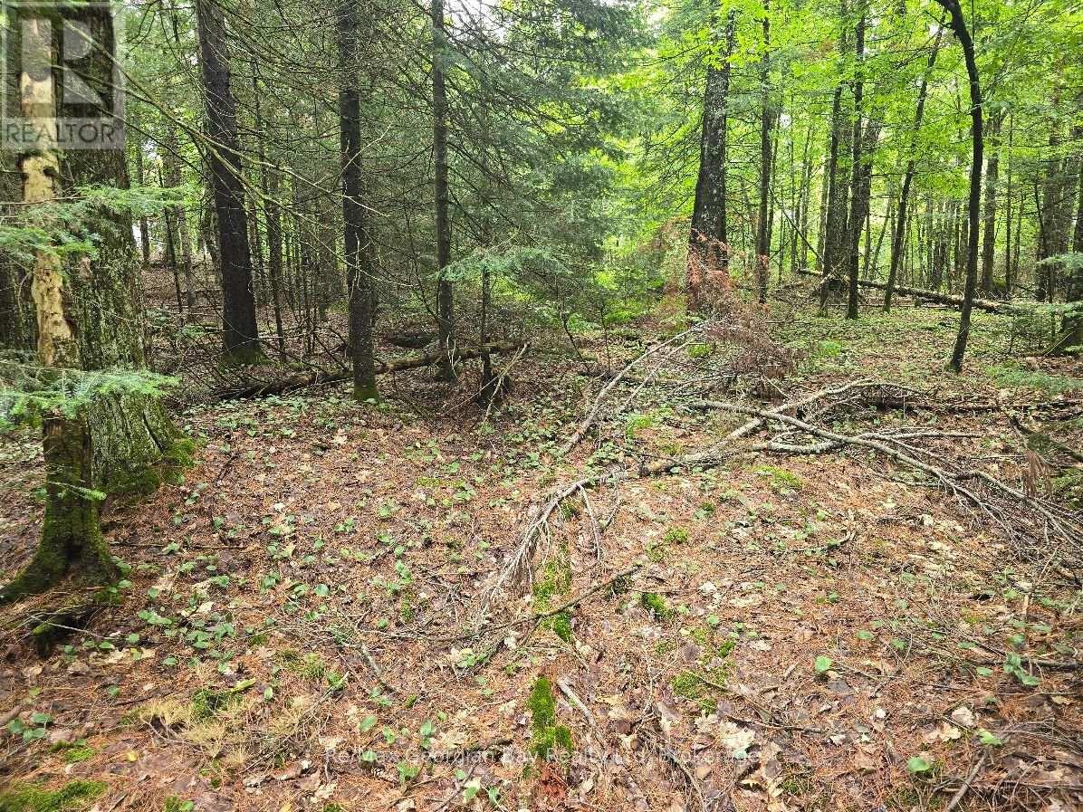 107 Balsam Chutes Road, Huntsville, Ontario  P0B 1L0 - Photo 19 - X13617186