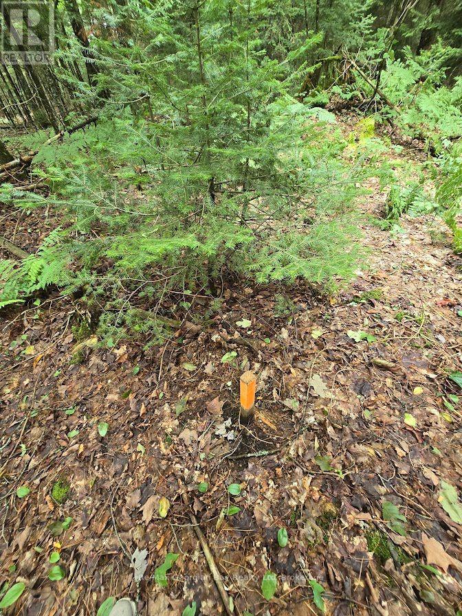 107 Balsam Chutes Road, Huntsville, Ontario  P0B 1L0 - Photo 21 - X13617186