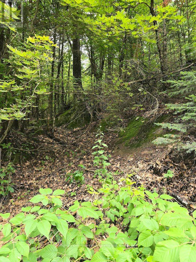 107 Balsam Chutes Road, Huntsville, Ontario  P0B 1L0 - Photo 7 - X13617186