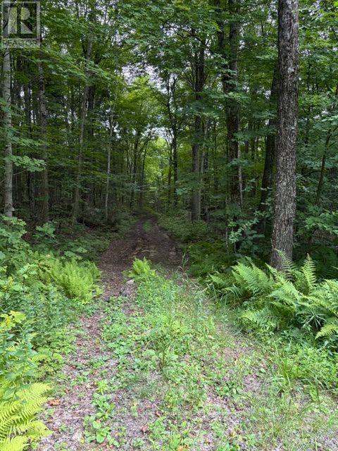 0 Billie Bear Road, Lake Of Bays, Ontario  P0A 1H0 - Photo 17 - X13677274