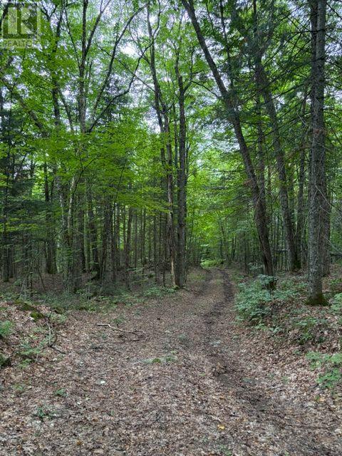 0 Billie Bear Road, Lake Of Bays, Ontario  P0A 1H0 - Photo 18 - X13677274
