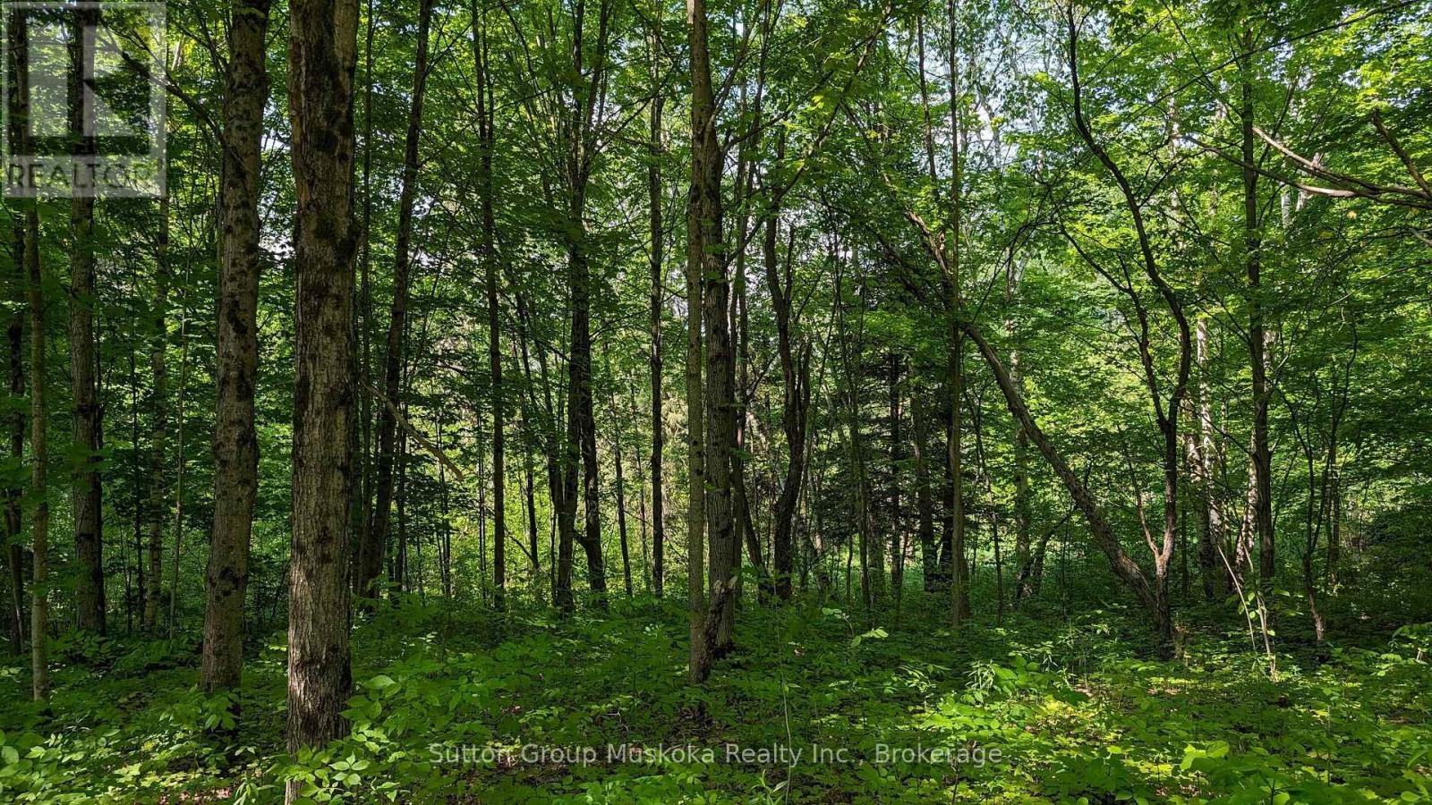 Lot 2 Tally-Ho Winter Park Road, Lake Of Bays, Ontario  P1H 2E5 - Photo 4 - X13744766