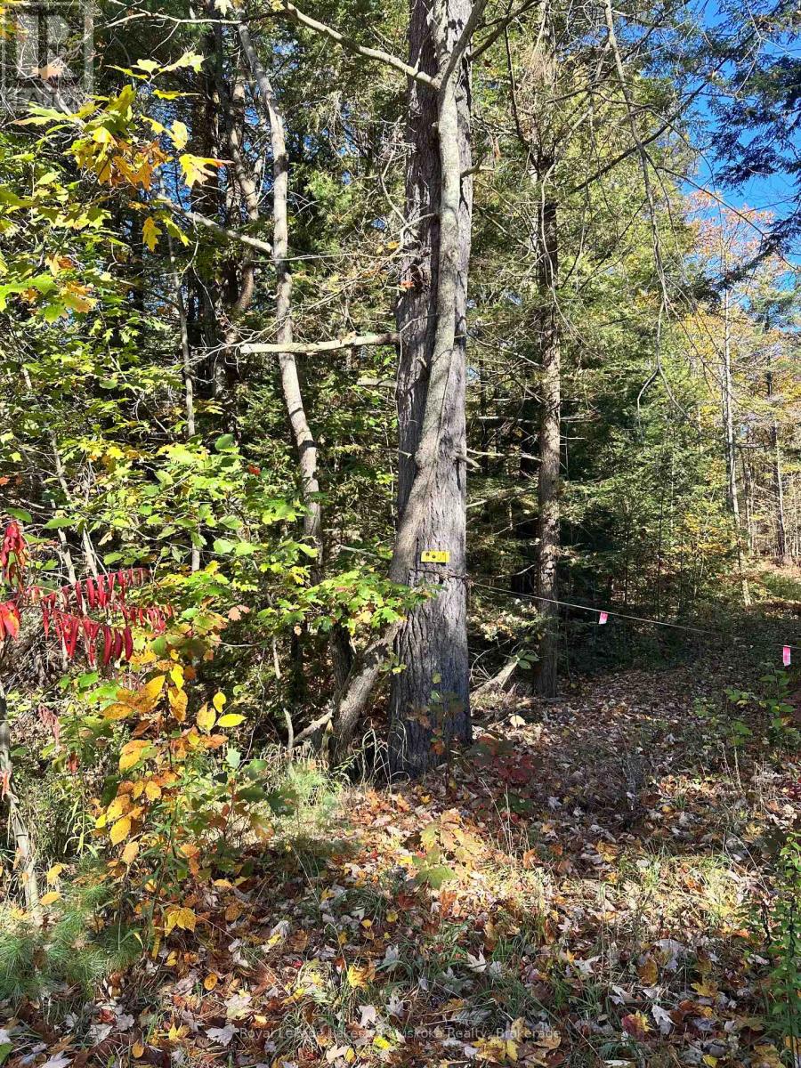 1101 Doe Lake Road, Gravenhurst, Ontario P1P 1R3 - Photo 3 - X14093092