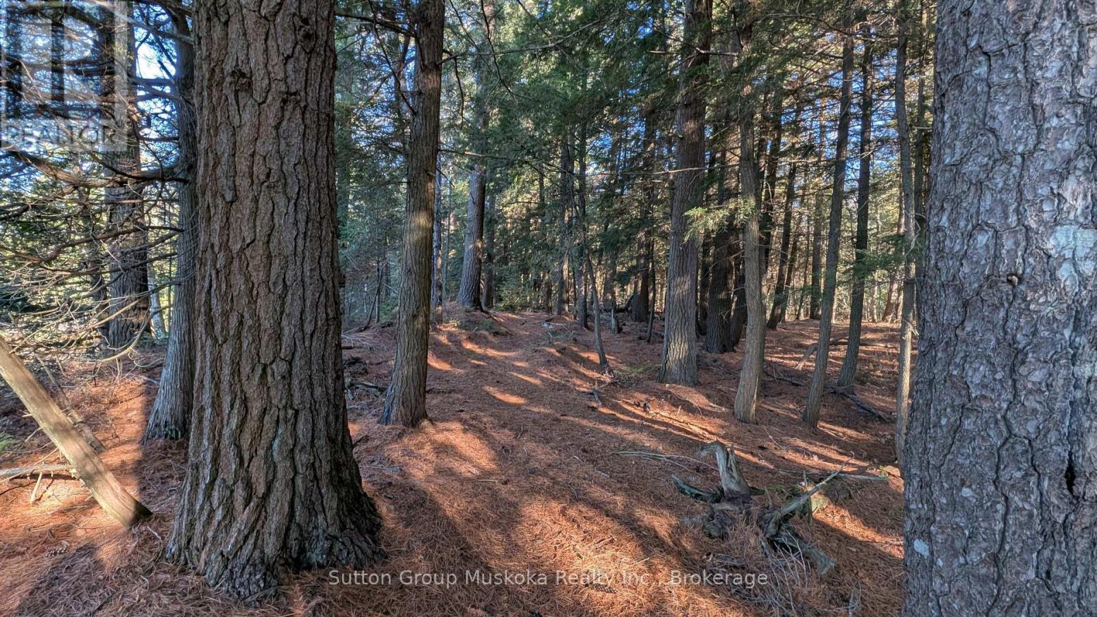 1448 Limberlost Road, Lake Of Bays, Ontario P0A 1H0 - Photo 15 - X14101818